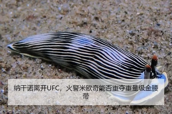 纳干诺离开UFC，火警米欧奇能否重夺重量级金腰带